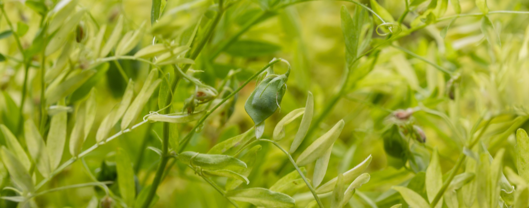 Lentil